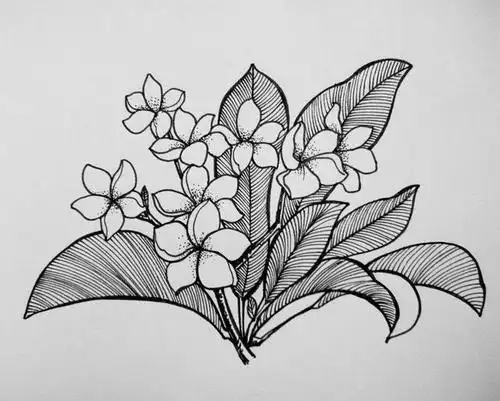 初中简笔画动植物