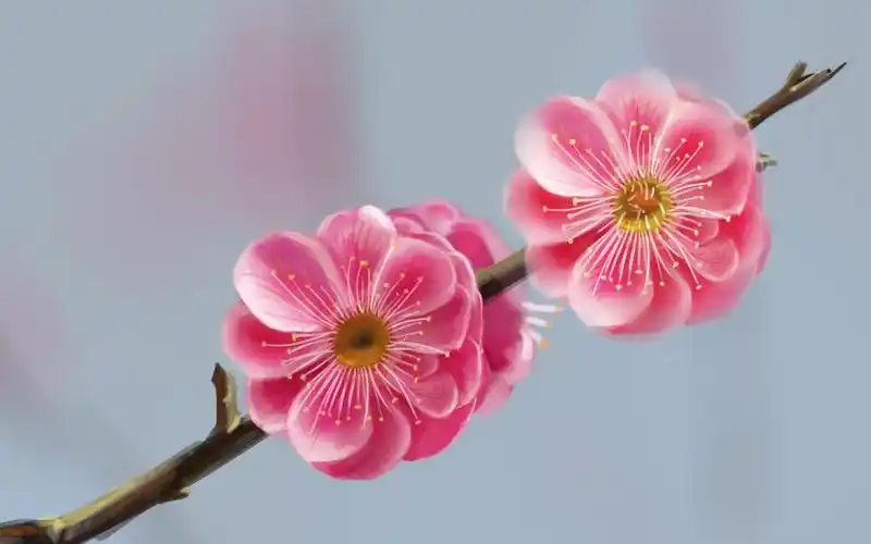 【板绘】梅花香自苦寒来,用厚涂法教你一枝梅花的画法!这几个特性你要