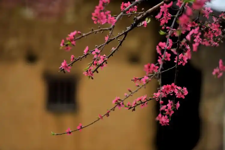 桃花嫣然出篱笑 似开未开最有情