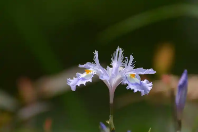 植物鸢尾花小清新高清电脑壁纸图片大全