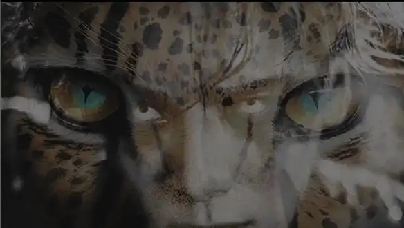 王嘉尔说今天内发cheetahmv