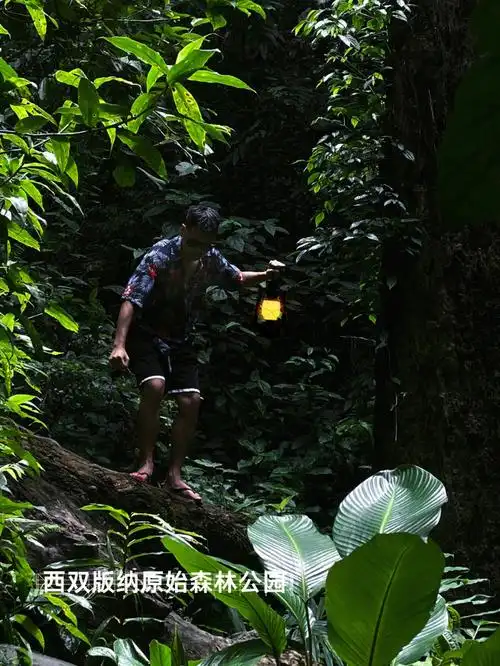 梦不落雨林西双版纳简单攻略