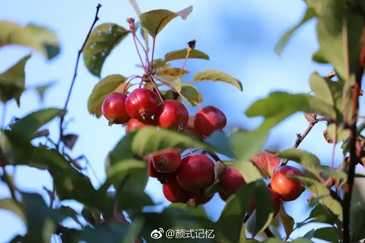 红海棠果;温和,美丽,快乐,花语很美,花更美,美花好结果