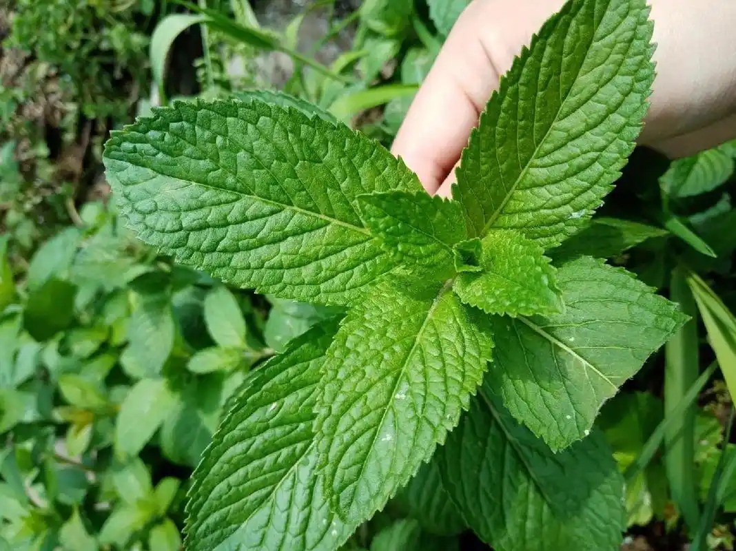 土薄荷与留兰香薄荷的区别辨认 土薄荷:图一二三是土薄荷,叶片较大