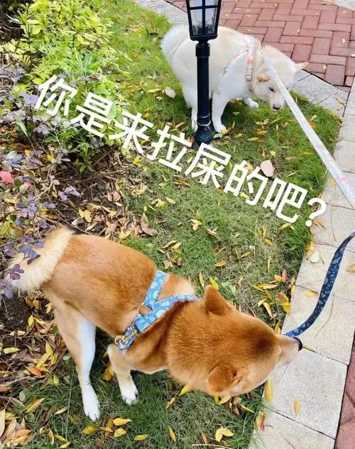 你是来拉屎的吧