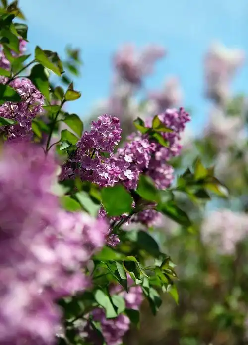奥运公园丁香花