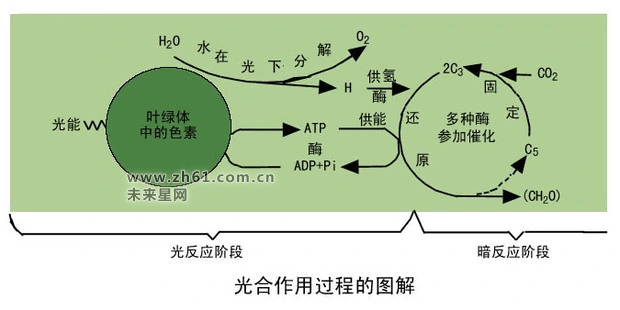 图2光合作用过程图解光反应阶段的特征是在光驱动下水分子氧化释放的