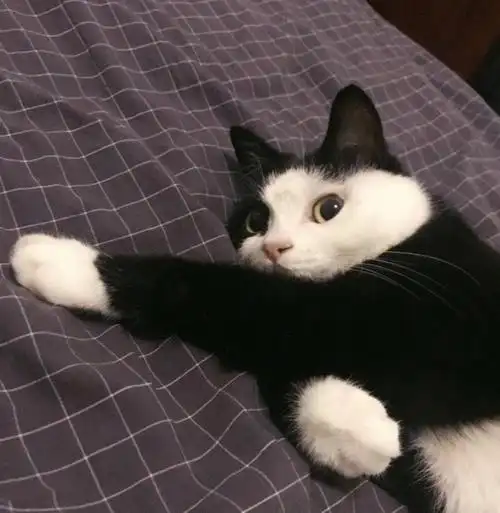 动物 萌宠 猫狗 头像 搞怪