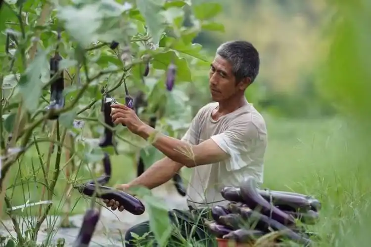 广西灵川:茄子丰收采摘忙