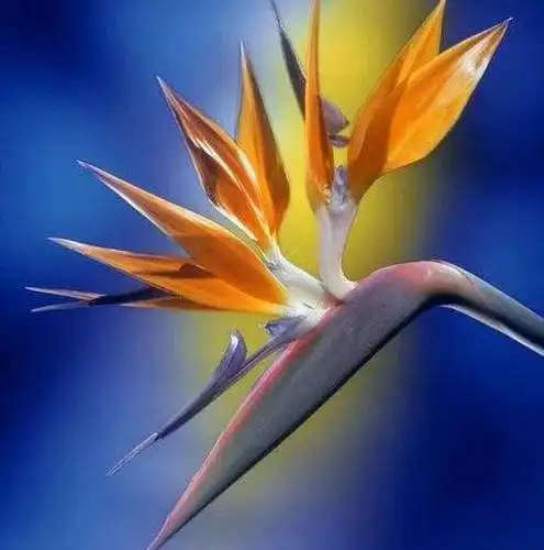 鸟的文化花语有: 自由潇洒,为爱执着,思念,坚强,吉祥如意等美好的寓意