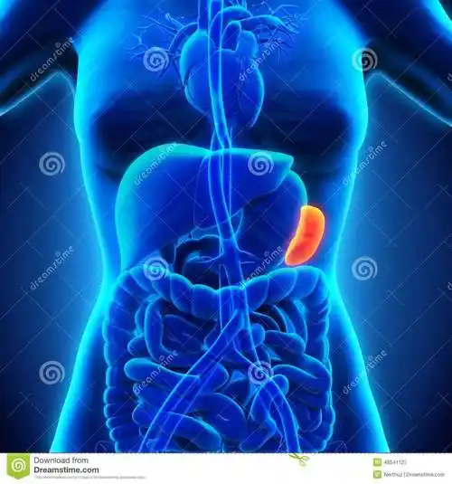 脾脏位于中焦,在膈下,胃的左边