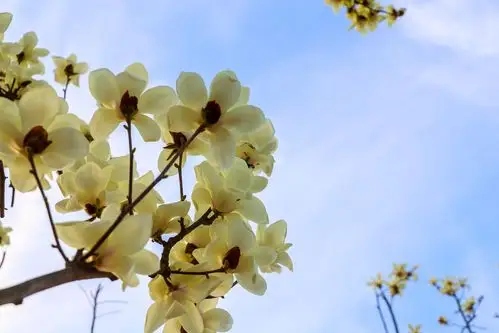 云阳玉兰花开春意浓,市民享受惬意时光- 云阳网-云阳新闻-云阳县融媒