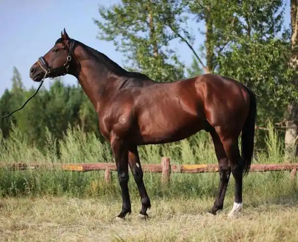 中国马主联盟专栏丨32匹认证种公马之华宇马业庞力车