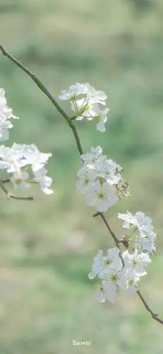 最近喜欢的绿色壁纸清凉护眼更新