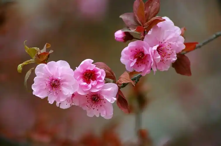 美人梅(紫叶梅)