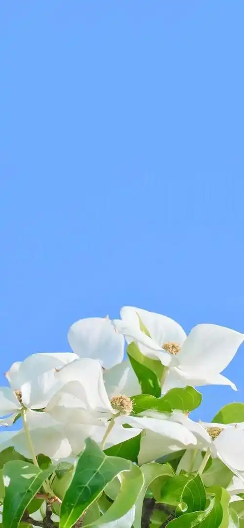 蓝色治愈系无水印手机壁纸_网易订阅