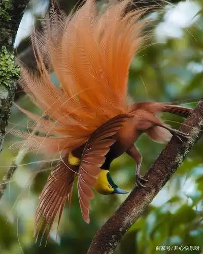 你们可见过美丽的风鸟?