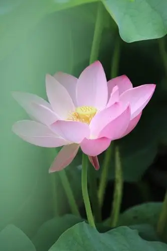 一念一清静心是莲花开