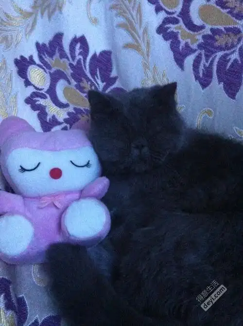 成年发情期蓝色加菲猫找新家了!