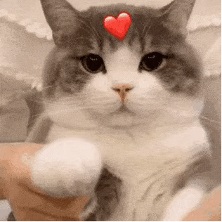 猫猫比心_猫猫_比心表情