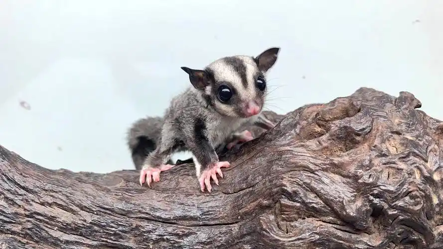 蜜袋鼯原色 手养蜜袋鼯——诺诺蜜家.