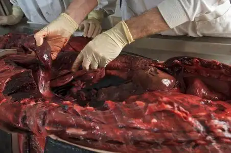 求《尸体解剖》的资源网盘(高清带字幕最好)谢谢