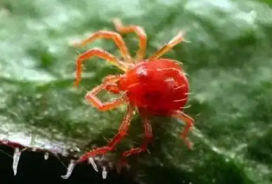 红蜘蛛最怕什么