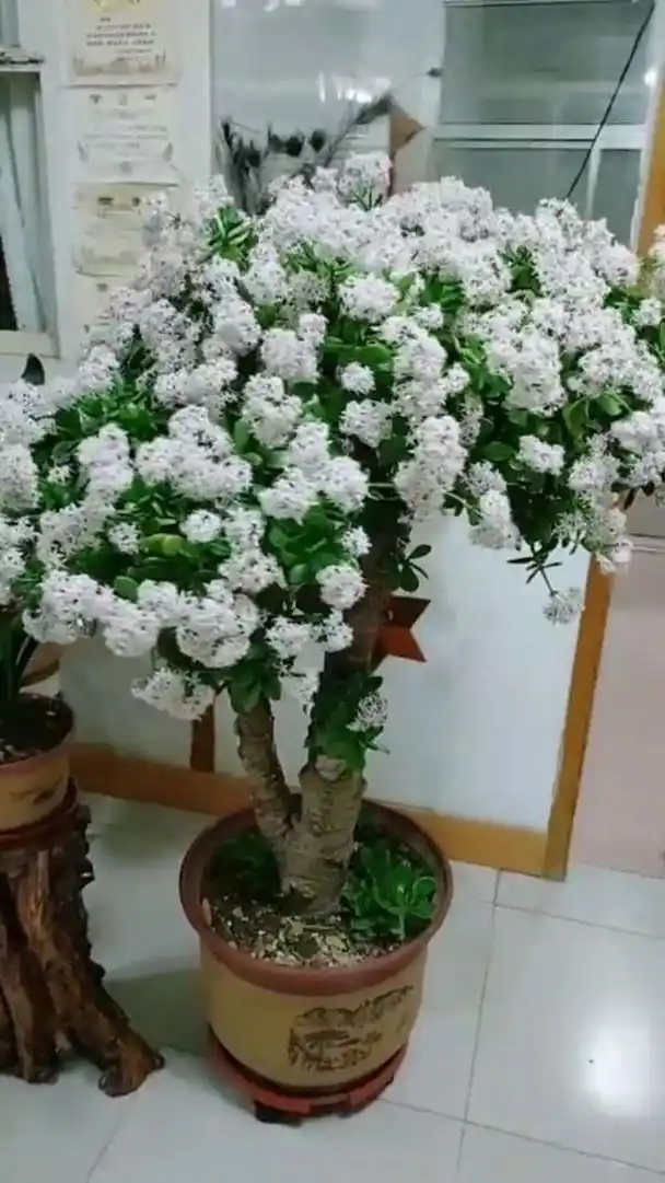 玉树开花人去世(养玉树的十大忌讳)