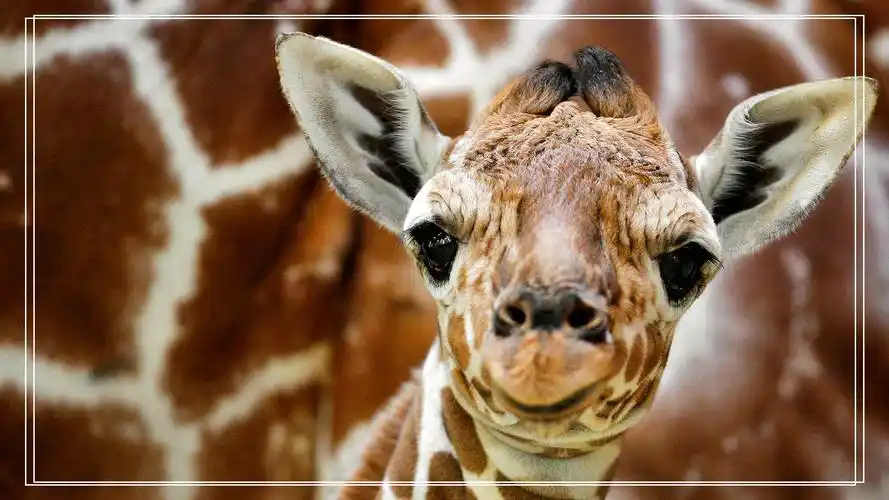 超清晰壁纸:唯美动物类图片鉴赏