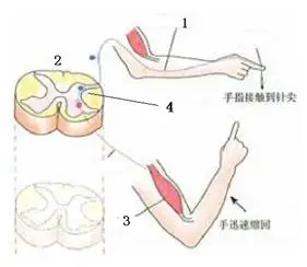 下图为缩手反射结构模式图,相关叙述正确的是( )