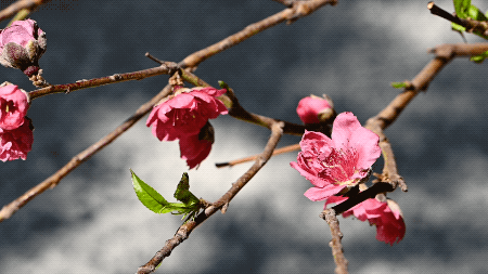 隐世三十几年的顺德私房菜邀你赏花共品桃花宴