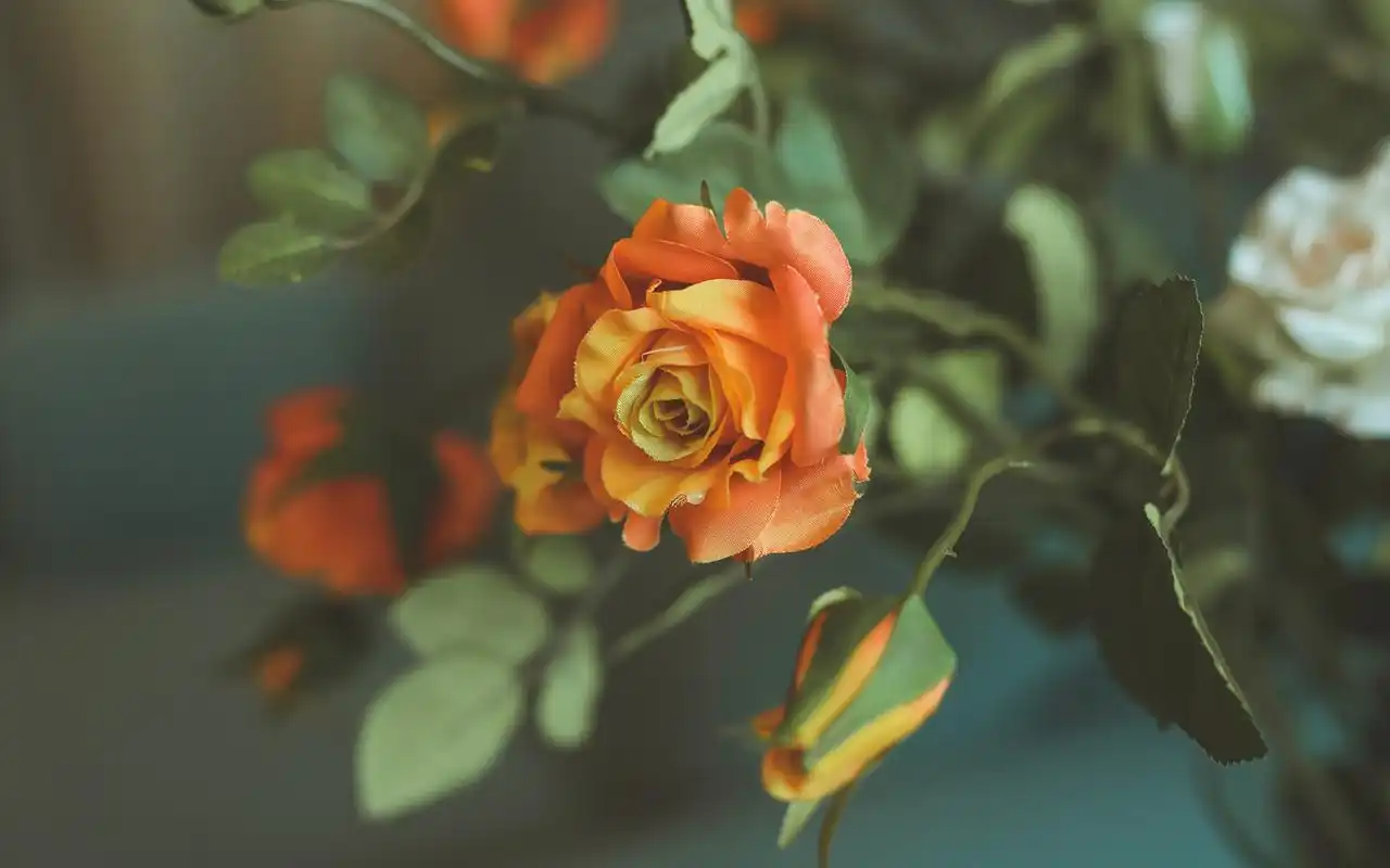 小清新静物唯美高清桌面壁纸-风格壁纸-手机壁纸下载-美桌网