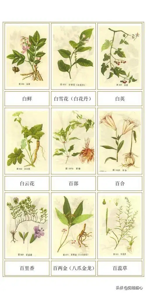 中草药图谱快来收藏吧