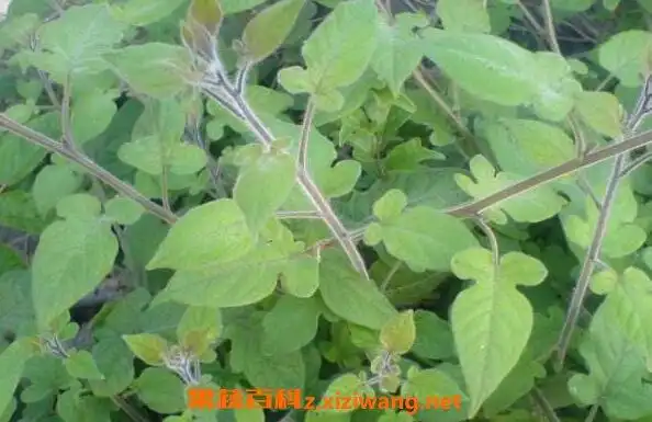 白毛藤和白英的区别白毛藤的功效与作用