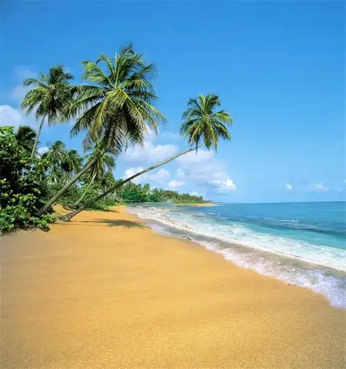 极惠家 大海背景布 大海沙滩蓝天白云海边椰树风景主播拍视频段子直播