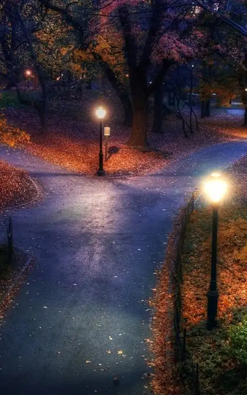 灯光,树木,小路,唯美,风景,手机壁纸,锁屏壁纸愿如街角的路灯,默默