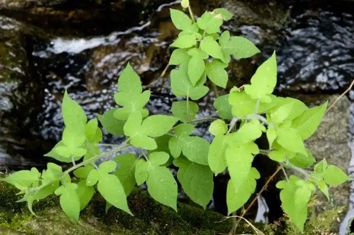 我想问一下这种草叫什么名字.