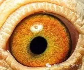 此类黄眼是黄眼中的中上等眼砂