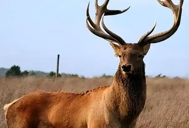 新疆马鹿能发出狮子的吼声,角挑腿踢,能直接抵抗凶猛的天敌?