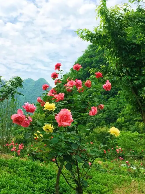 【旅游振兴第10期】走进竹山太和梅花谷,邂逅最美月季花海