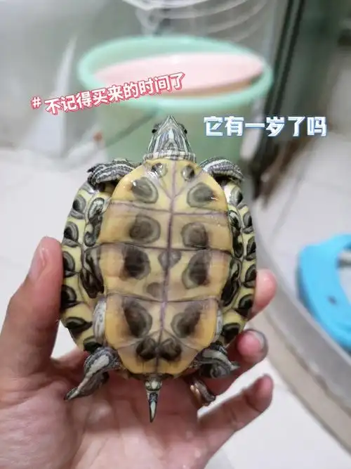 看不懂龟的年龄