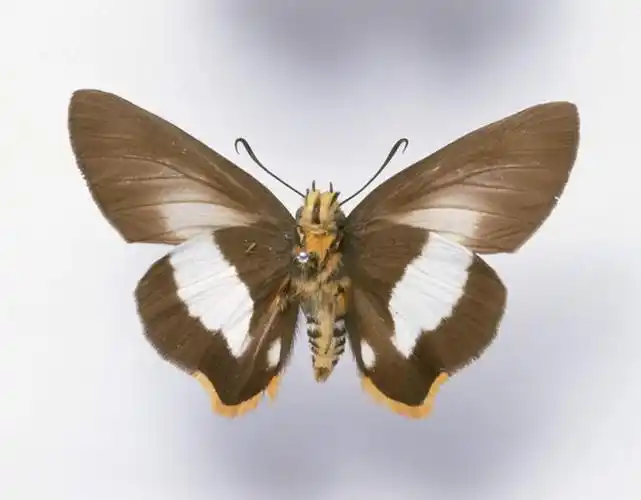 无人,横图,俯视,室内,特写,白天,白色背景,蝴蝶,伸展,张开,展翅,阴影