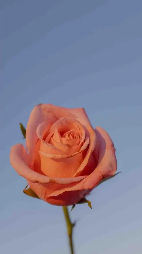 浪漫治愈唯美迷人玫瑰花