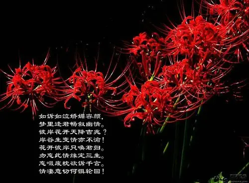 但请你相信   黄泉路上   冥界三途河边    忘川彼岸   那一抹妖红