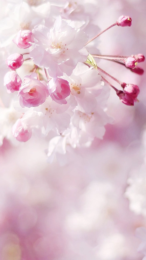 桃花含苞欲放h5背景素材