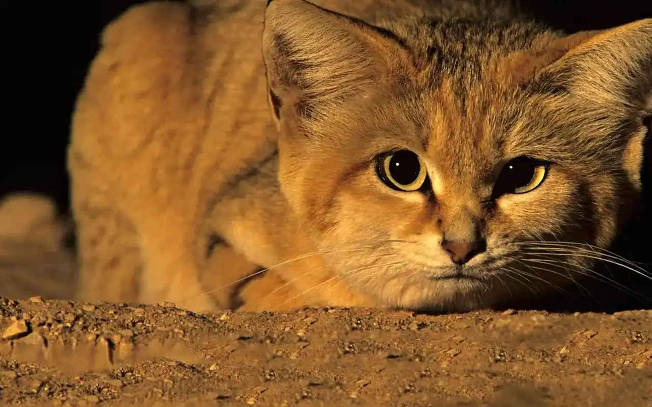 沙漠猫捕蛇成功率达80%,凭借吃毒蛇能30天不喝水_哔哩哔哩_bilibili