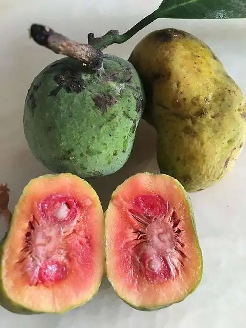 展开全部 桂木,又名红桂木,桑科波罗蜜属常绿乔木,有乳汁.