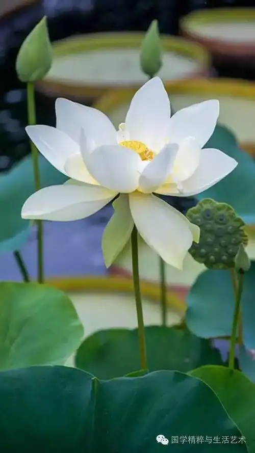 一朵莲花的禅心