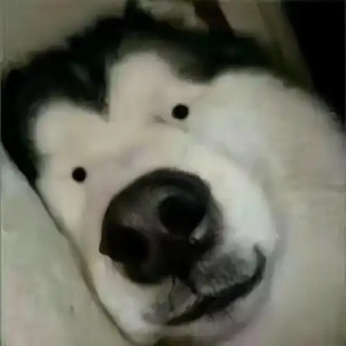 狗狗沙雕搞笑情头哈哈哈