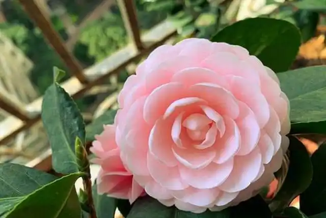 大型花卉图片大全及花名室内(红色花卉图片大全及花名)-措必培